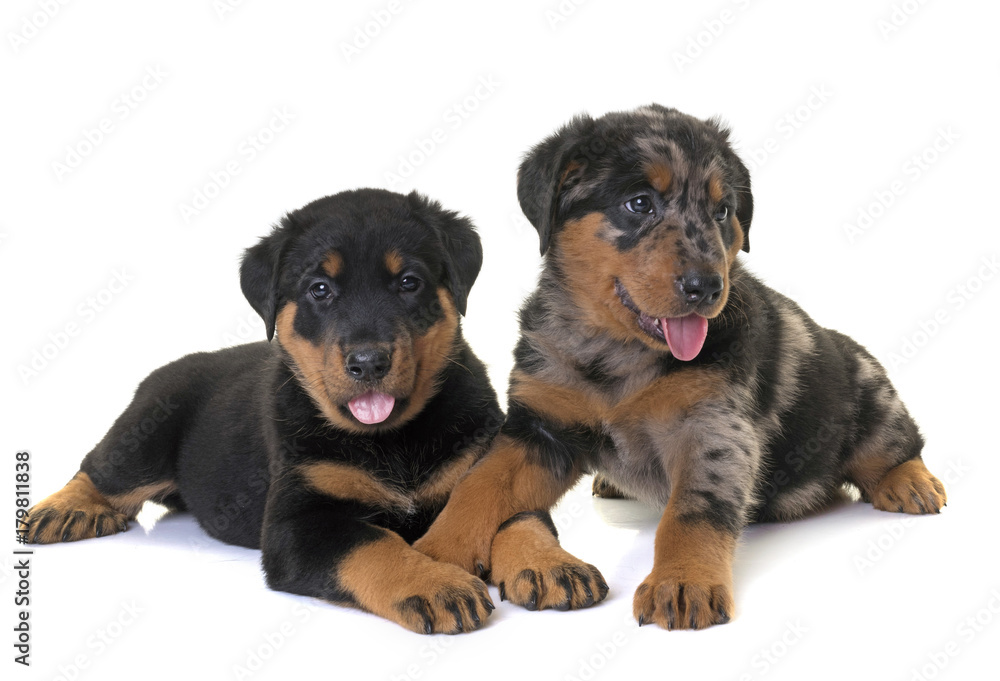 puppies beauceron in studio