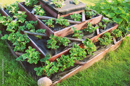 Fototapeta Naklejka Na Ścianę i Meble -  Strawberries grows up in raised garden bed. Pyramid raised garden