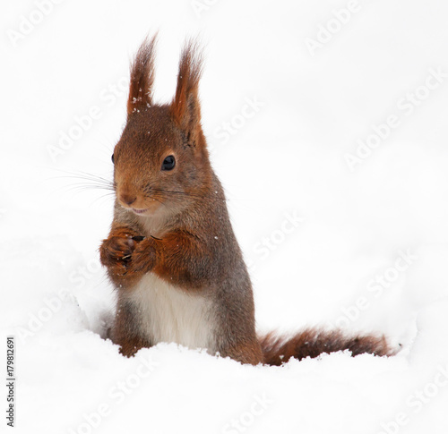 Red squirrel (Sciurus vulgaris). © svenaw