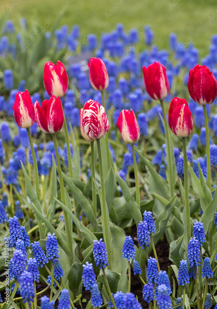 Naklejka premium Red tulips and blue hyacinth blooming in a garden