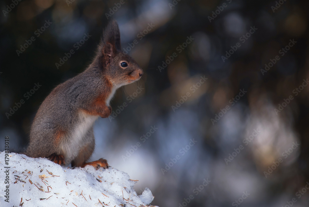 Red squirrel (Sciurus vulgaris). Red squirrel (Sciurus vulgaris).