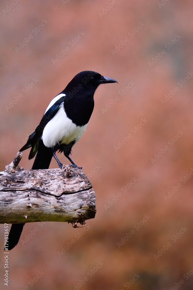 Fototapeta premium Magpie perched on a tree.