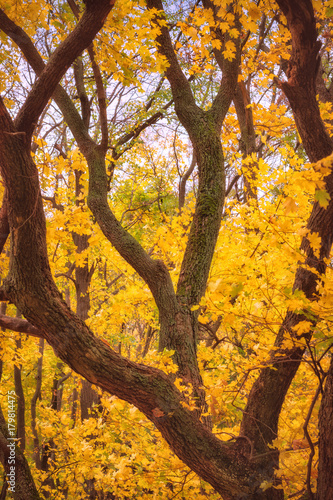 Yellow leaves on a mapple trees