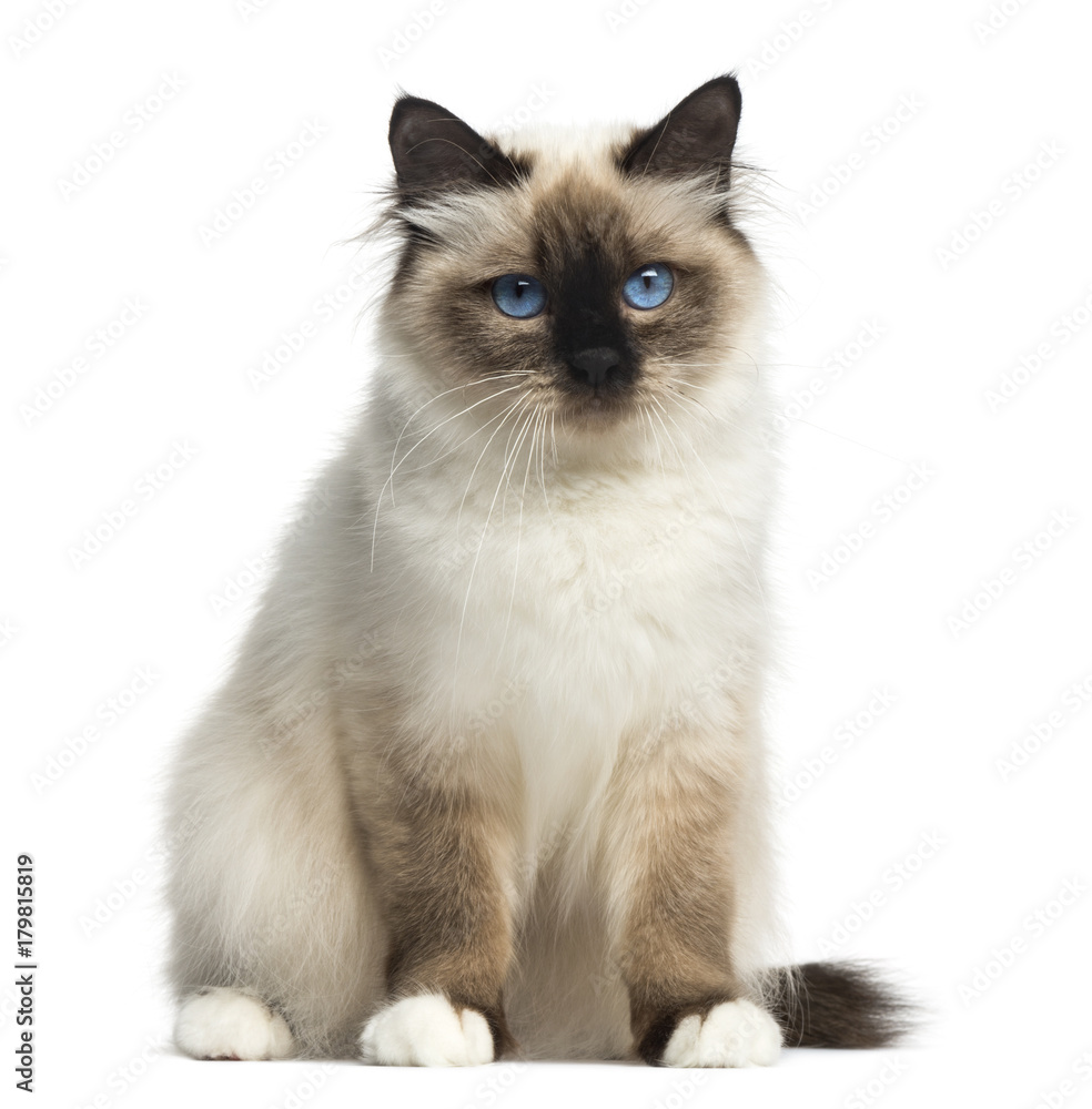 Front view of a Birman sitting, facing, looking at the camera, isolated on white Front view of a Birman sitting, facing, looking at the camera, isolated on white