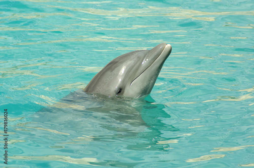 Obraz premium dolphin head