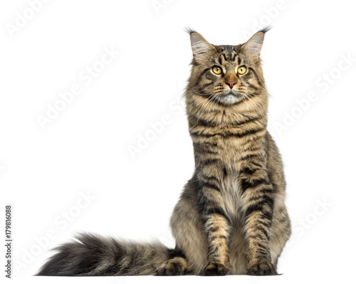 Front view of a Maine Coon, sitting, looking up, isolated on white © Eric Isselée