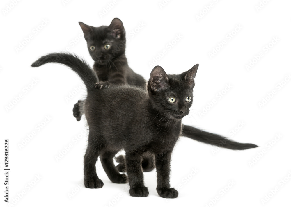 Two Black kittens playing, 2 months old, isolated on white