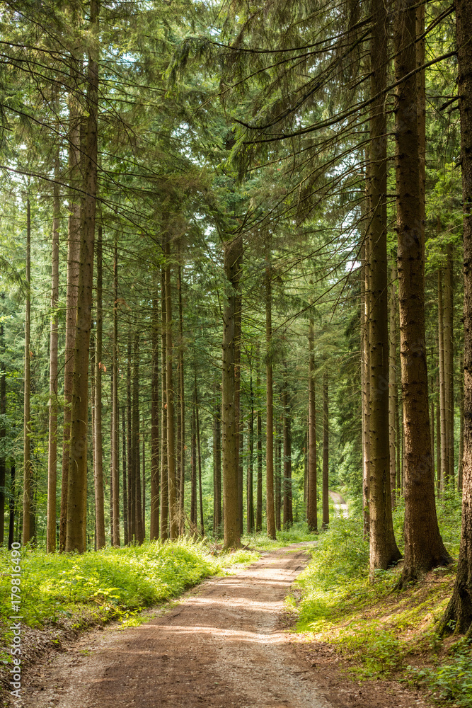 Obraz premium Forstweg in einem Wald