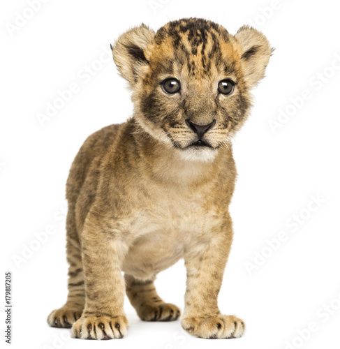 Lion cub standing, 4 weeks old, isolated on white