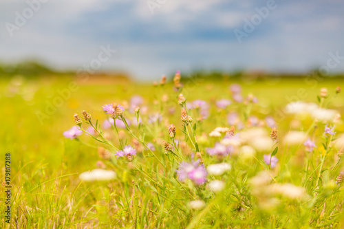 Amazing nature meadow and summer field