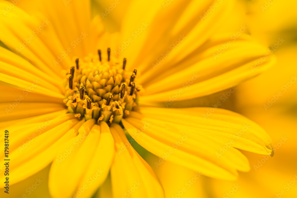 Yellow summer flowers under soft sunlight and relaxing mood. Nature beauty concept Yellow summer flowers under soft sunlight and relaxing mood. Nature beauty concept