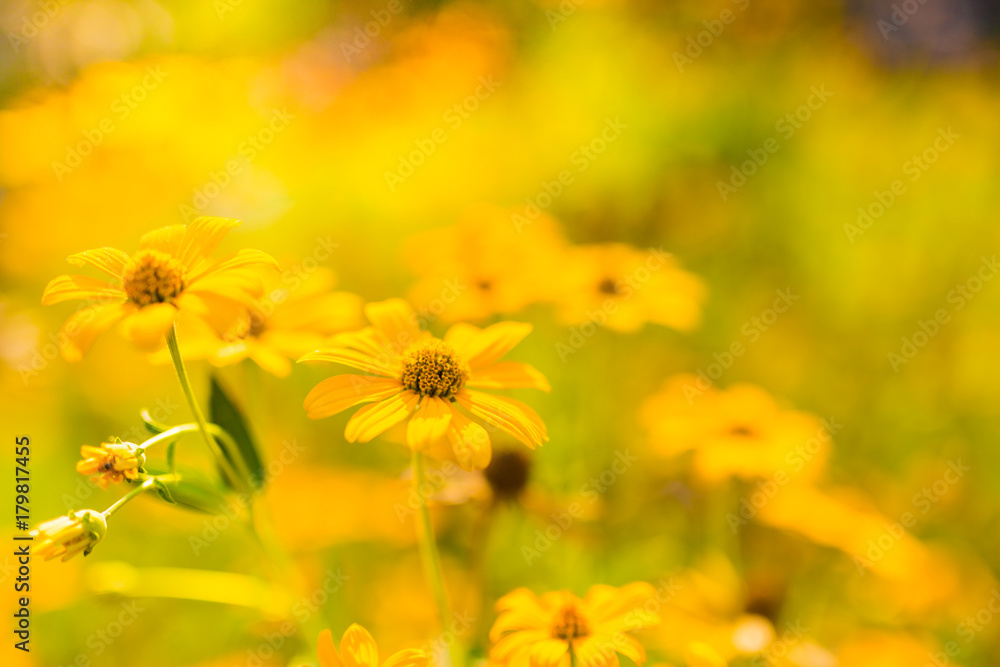 Yellow summer flowers under soft sunlight and relaxing mood. Nature beauty concept Yellow summer flowers under soft sunlight and relaxing mood. Nature beauty concept