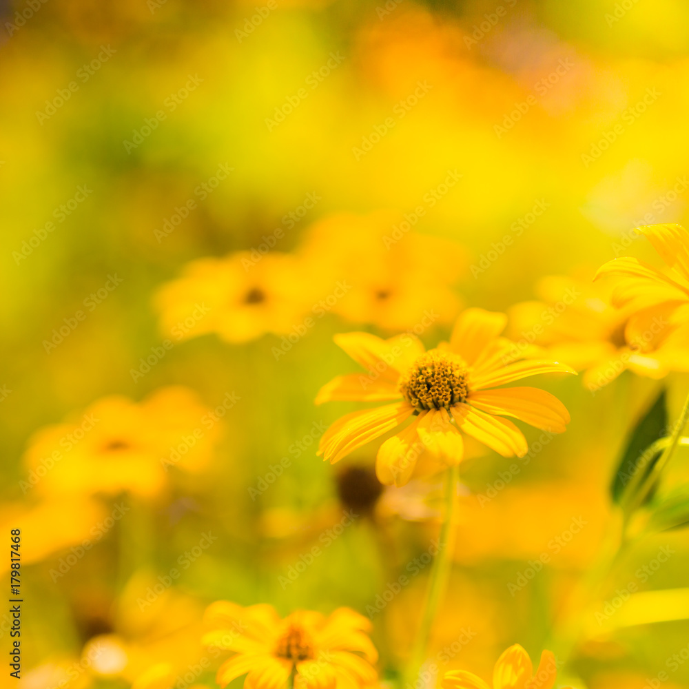 Yellow summer flowers under soft sunlight and relaxing mood. Nature beauty concept Yellow summer flowers under soft sunlight and relaxing mood. Nature beauty concept