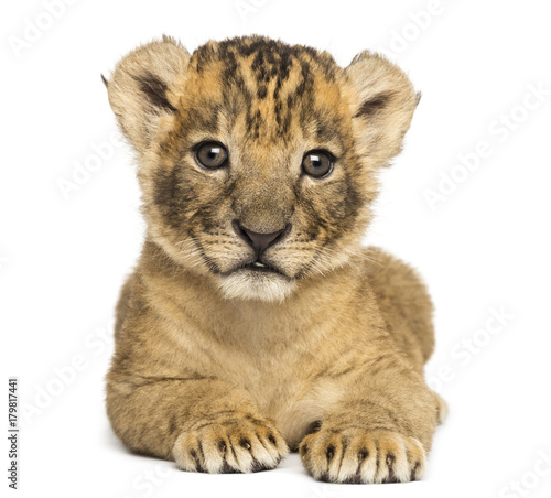 Fototapeta Naklejka Na Ścianę i Meble -  Front view of a Lion cub lying down, 4 weeks old, isolated on white