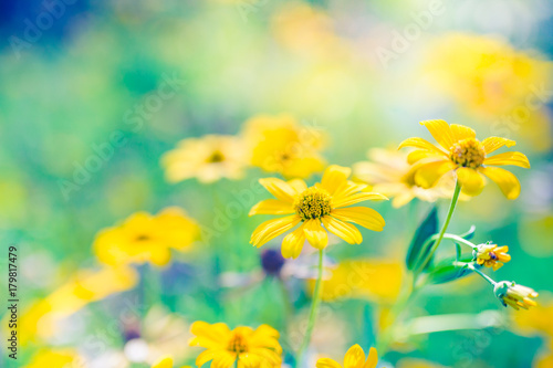 Abstract summer flowers on natural blurred background