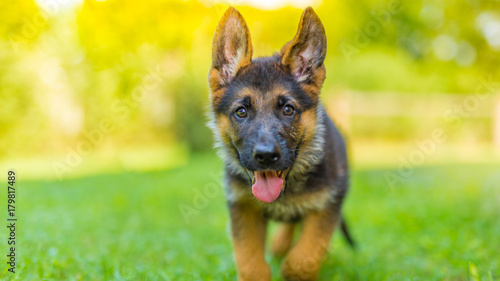 Canvas Print German shepherd puppy playing outside in green grass