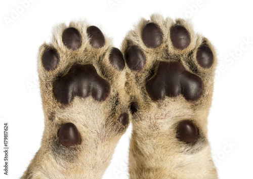 Fototapeta Naklejka Na Ścianę i Meble -  Close-up of Lion cub's pads, 4 weeks old, isolated on white