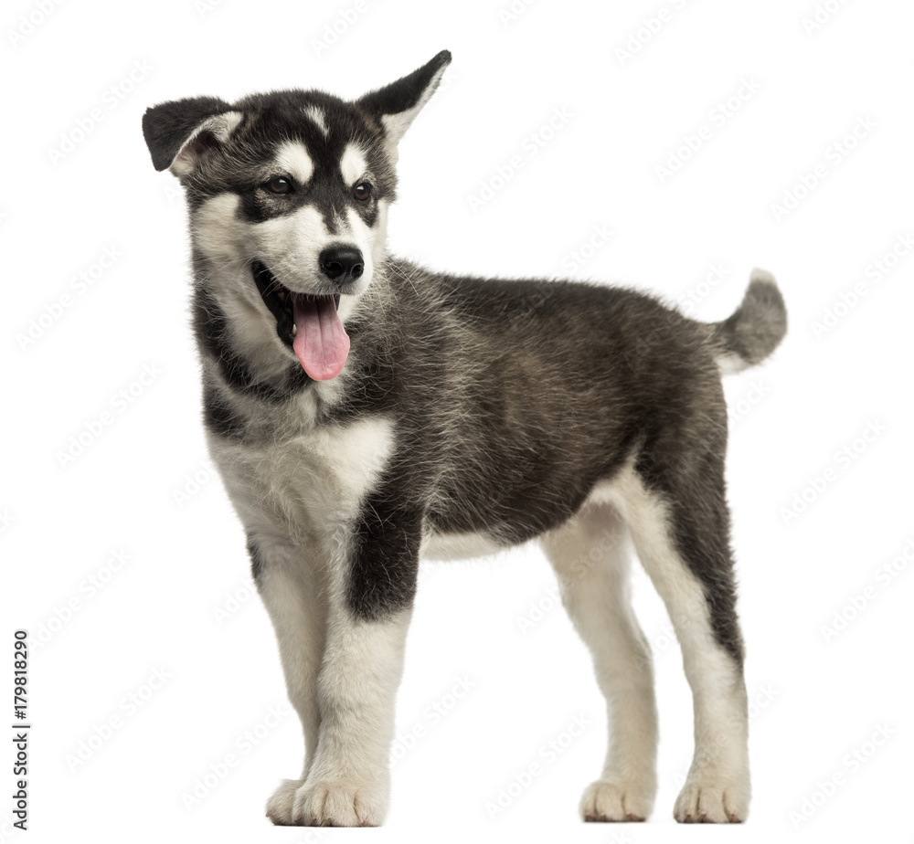 Husky malamute standing, panting, isolated on white