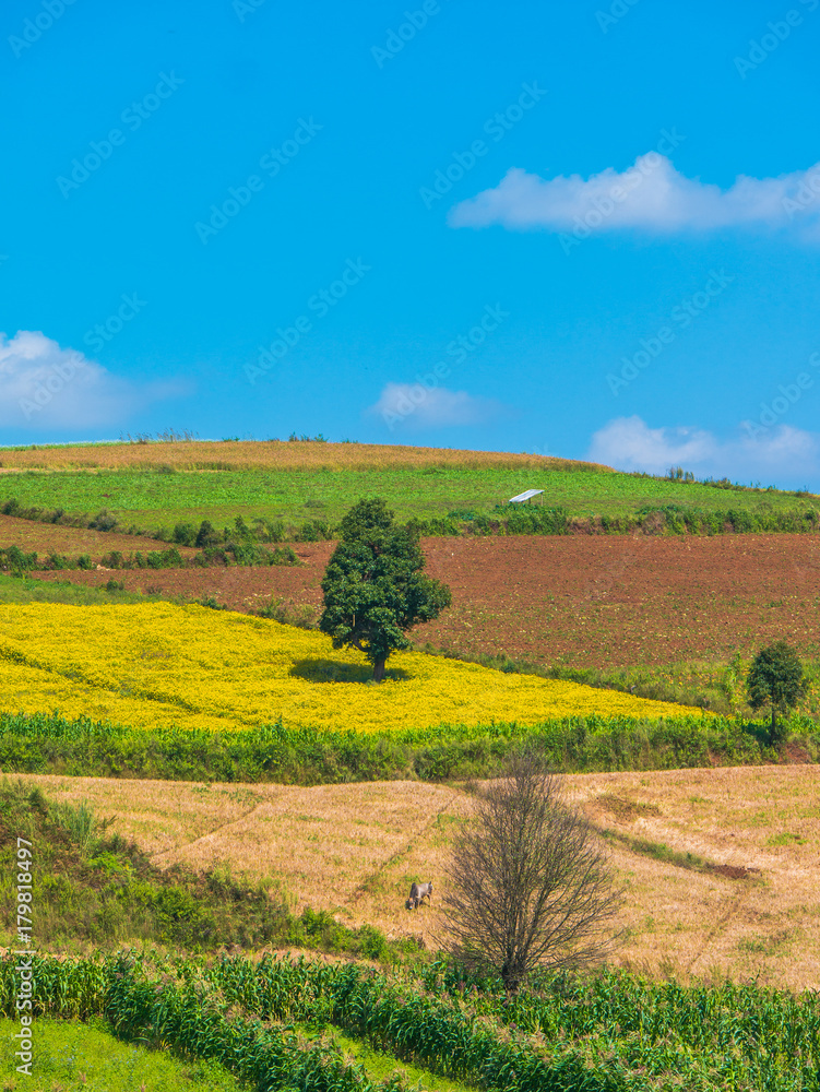 The landscape scenery of the hilly agriculture crop field around countryside area of Pindaya, Shan state, Myanmar