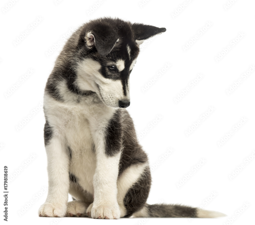 Husky malamute puppy, sitting, looking down, isolated on white