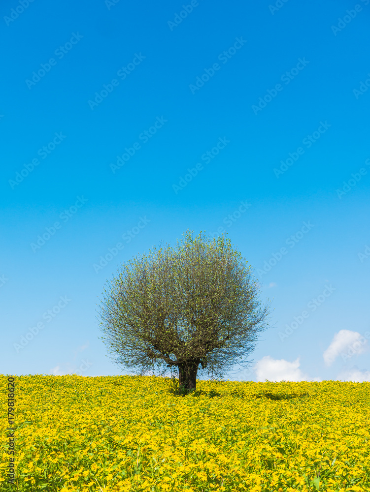 The landscape scenery of the yellow niger seed sunflower crop field with the background of tree and clear blue sky at Pindaya, Shan state, Myanmar The landscape scenery of the yellow niger seed sunflower crop field with the background of tree and clear blue sky at Pindaya, Shan state, Myanmar