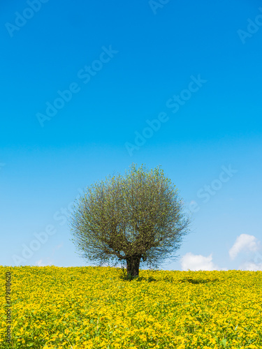 The landscape scenery of the yellow niger seed sunflower crop field with the background of tree and clear blue sky at Pindaya, Shan state, Myanmar © Mongkolchon