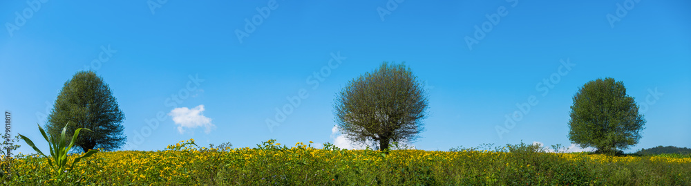 The panoramic landscape scenery of the yellow niger seed sunflower crop field with the background of tree and clear blue sky at Pindaya, Shan state, Myanmar