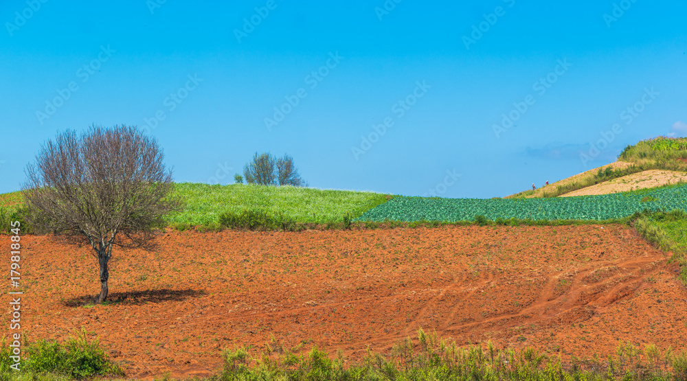 Obraz premium The panoramic landscape scenery of the hilly agriculture crop field around countryside area of Pindaya, Shan state, Myanmar