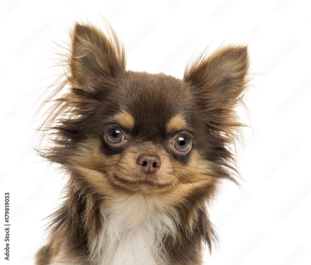 Close-up of a Chihuahua looking at the camera, isolated on white Close-up of a Chihuahua looking at the camera, isolated on white