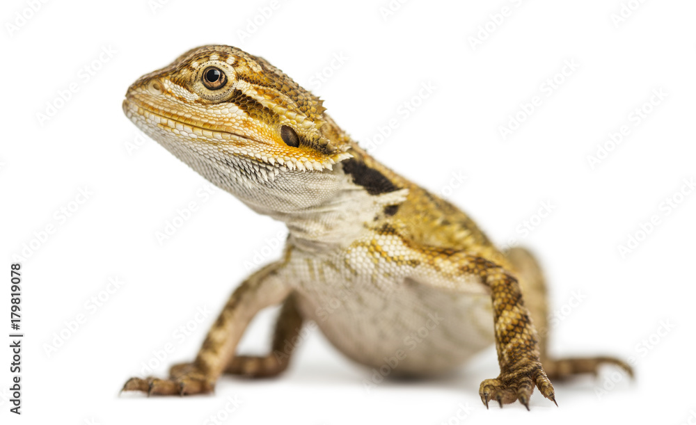 Fototapeta premium Side view of a Bearded Dragon, Pogona vitticeps, isolated on white