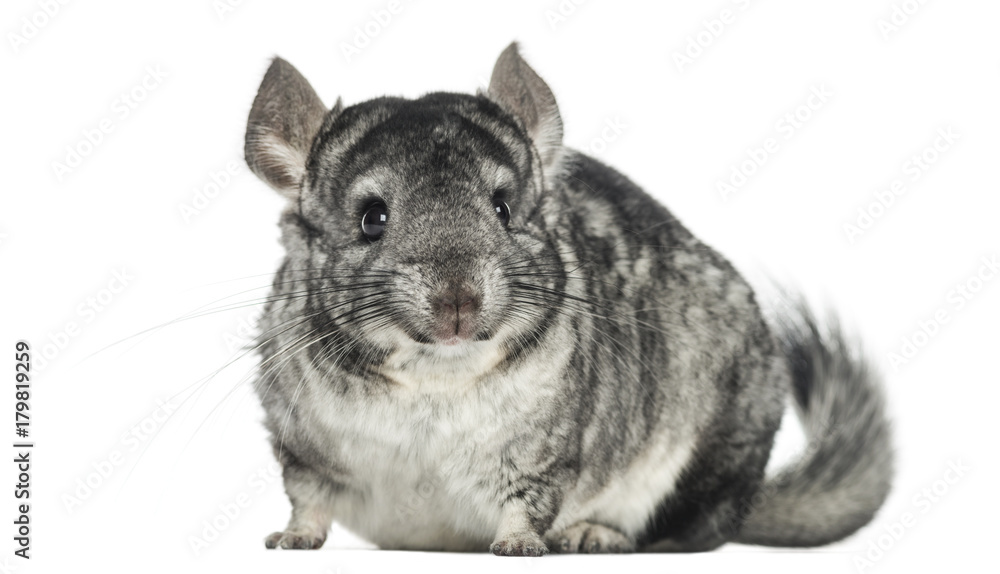 Obraz premium Chinchilla facing, isolated on white