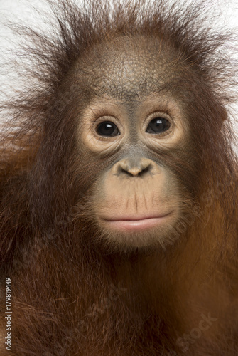 Close-up of young Bornean orangutan facing, Pongo pygmaeus, 18 m © Eric Isselée