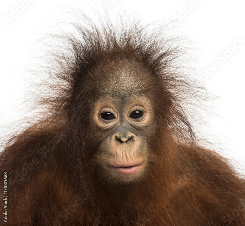 Close-up of young Bornean orangutan facing, looking at the camer
