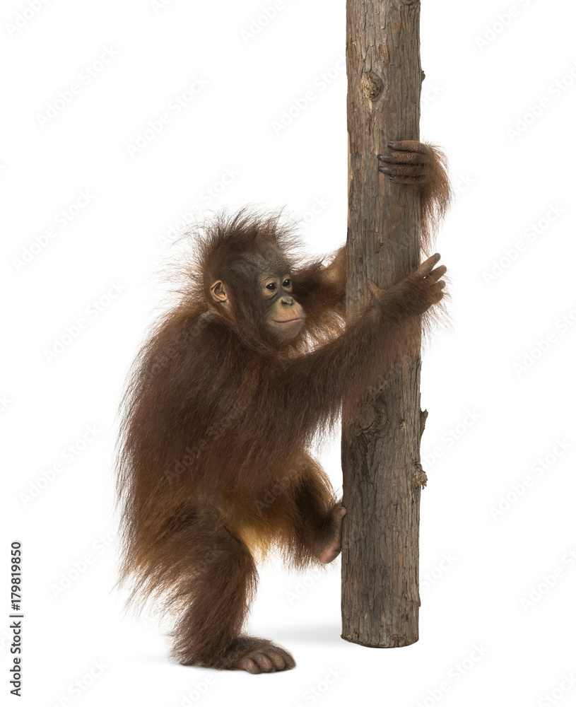 Fototapeta premium Side view of a young Bornean orangutan climbing on a tree trunk,