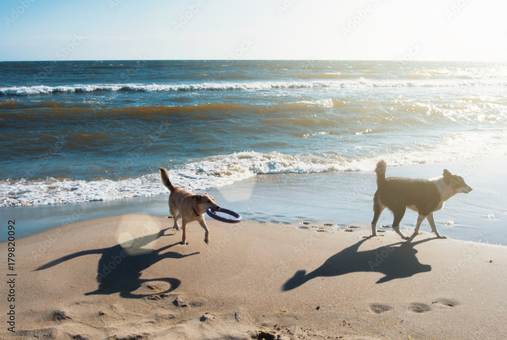 Two dogs with frisbee running on the sand dune at the beach in the evening sunlight on summer holiday vacation, sea ocean shore behind. Two dogs with frisbee running on the sand dune at the beach in the evening sunlight on summer holiday vacation, sea ocean shore behind.