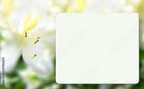 Mock up template with white azalea, light box and blurred bokeh background. Spring, summer floral background. Frame for greeting cards, postcards, scrapbooking, photo albums, web sites, flyer, booklet