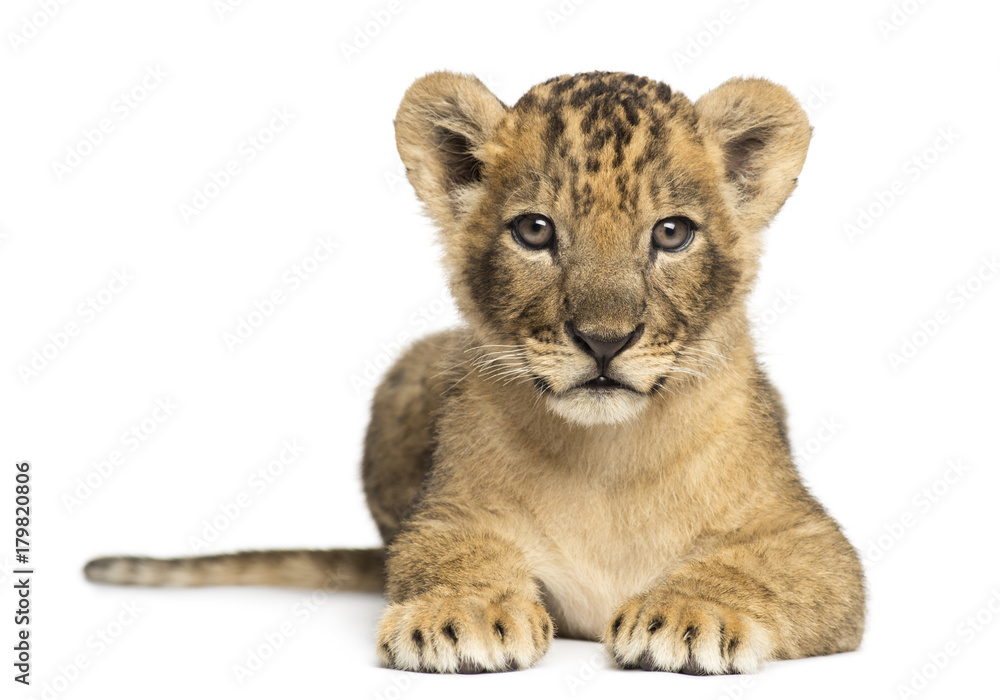 Lion cub lying, looking at the camera, 7 weeks old, isolated on