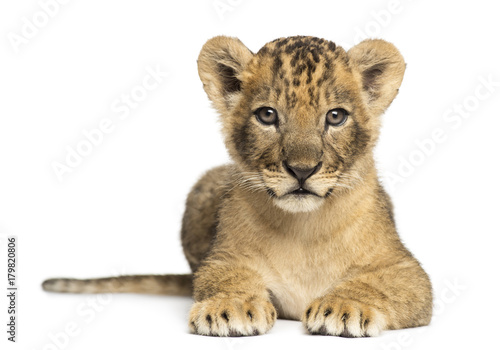 Fototapeta Naklejka Na Ścianę i Meble -  Lion cub lying, looking at the camera, 7 weeks old, isolated on