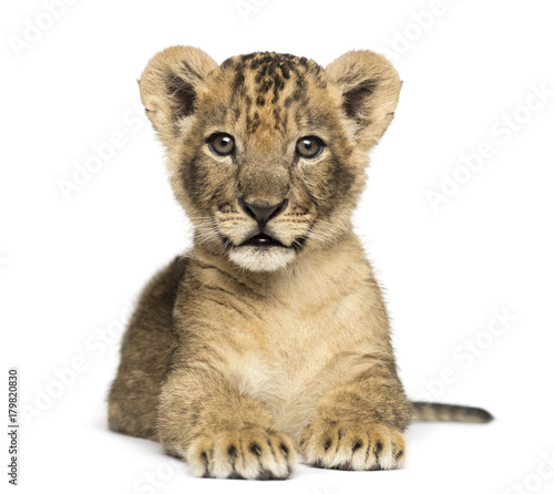 Fototapeta Naklejka Na Ścianę i Meble -  Lion cub lying, looking at the camera, 7 weeks old, isolated on