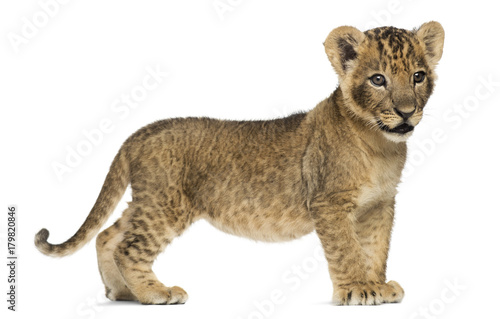 Fototapeta Naklejka Na Ścianę i Meble -  Side view of a Lion cub standing, looking away, 7 weeks old, iso