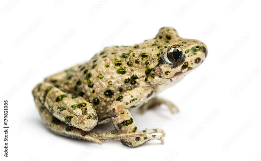 Side view of a Common parsley frog, Pelodytes punctatus, isolated on white Side view of a Common parsley frog, Pelodytes punctatus, isolated on white