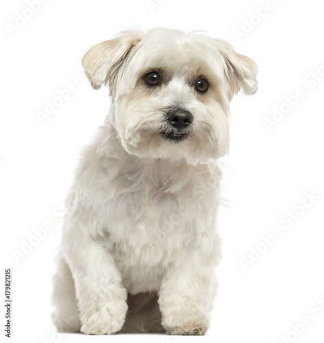 Front view of a Maltese sitting, isolated on white