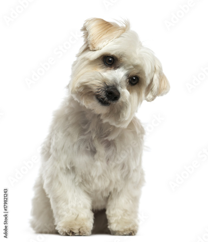 Front view of a Maltese sitting, looking down, isolated on white © Eric Isselée
