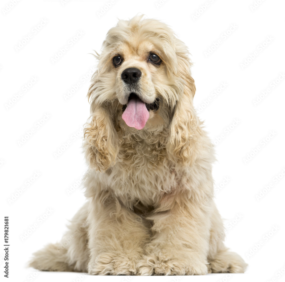 Front view of an American Cocker Spaniel puppy panting, sitting, 6 months old, isolated on white Front view of an American Cocker Spaniel puppy panting, sitting, 6 months old, isolated on white