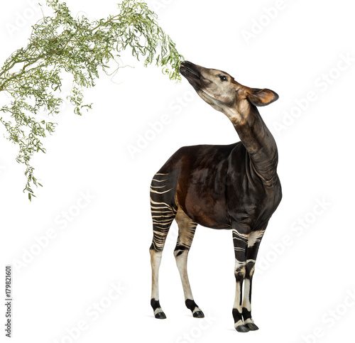 Fototapeta Naklejka Na Ścianę i Meble -  Okapi eating foliage from a branch, Okapia johnstoni, isolated o