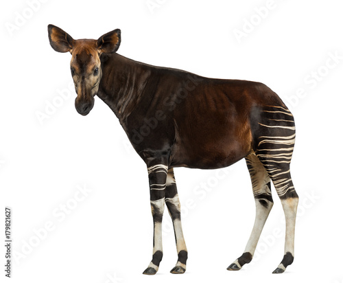 Side view of an Okapi standing  looking at the camera  Okapia johnstoni  isolated on white