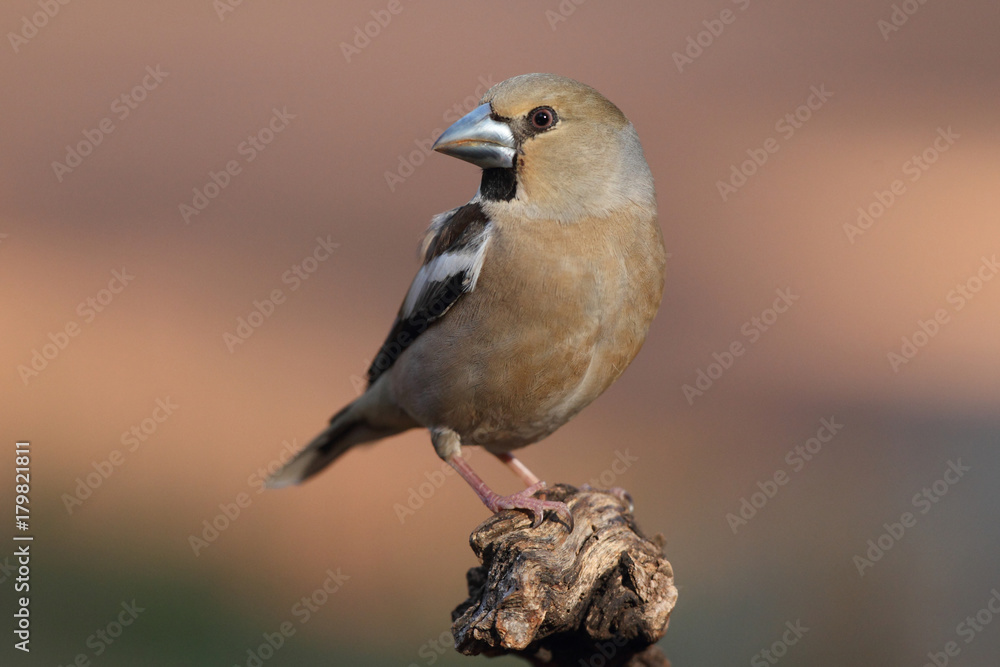 Hawfinch at feeding point