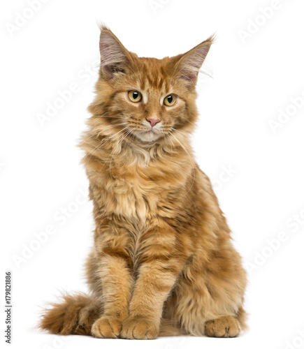 Maine Coon kitten sitting, looking down, 4 months old, isolated