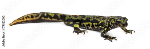 Side view of a Marbled newt, Triturus marmoratus, isolated on wh