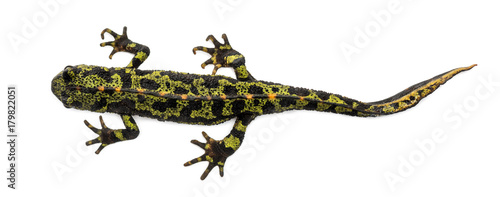 Marbled newt viewed from up high, Triturus marmoratus, isolated